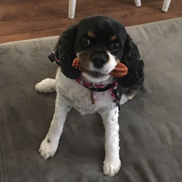 Meet your Posher, Taylor - Picture 1 of 1